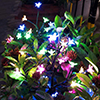 Solar Fairy in Garden